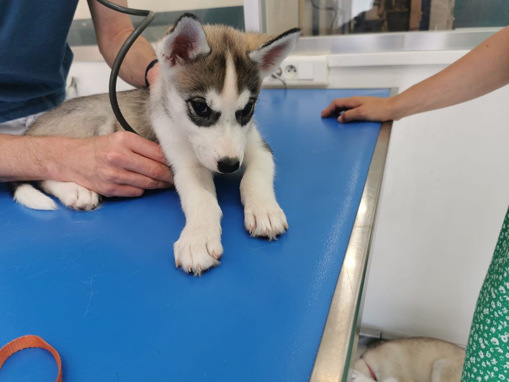 Des Louveteaux Des Neiges - Chiot disponible  - Siberian Husky