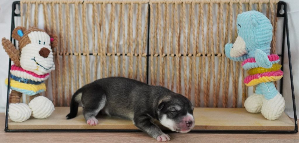 Des Louveteaux Des Neiges - Chiots disponibles - Siberian Husky