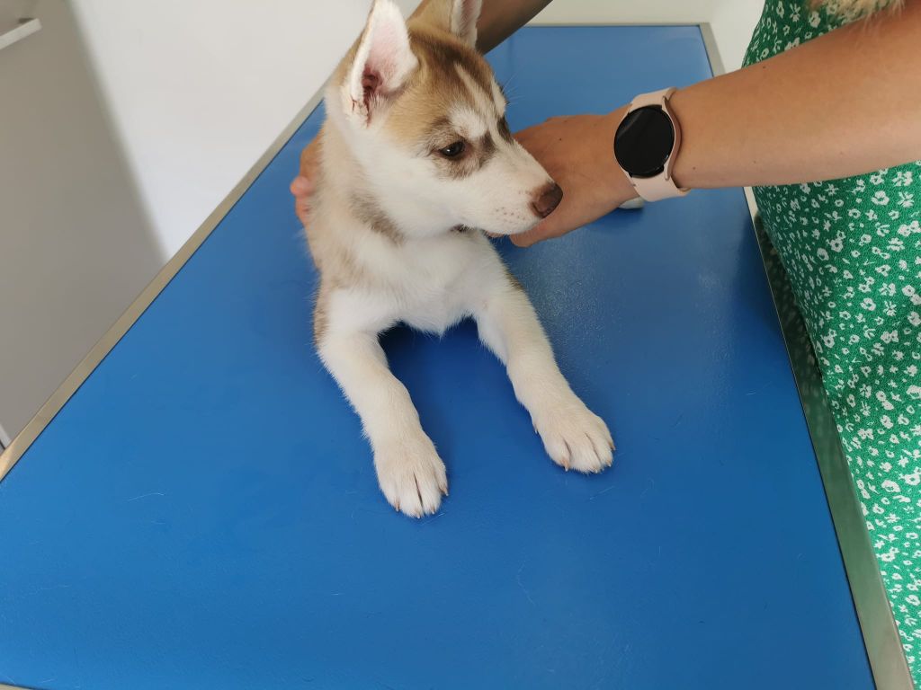 Des Louveteaux Des Neiges - Chiots disponibles - Siberian Husky