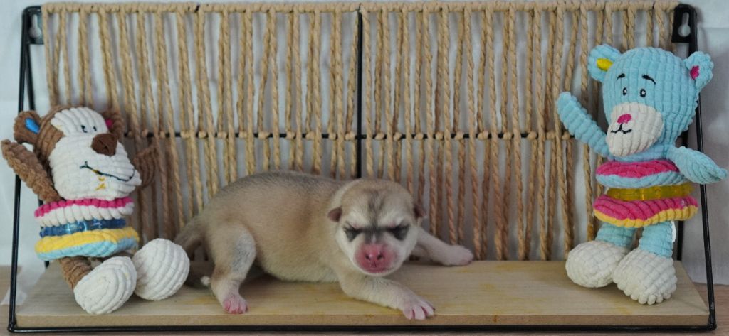 Des Louveteaux Des Neiges - Chiots disponibles - Siberian Husky