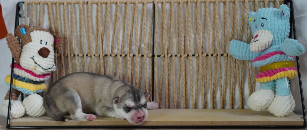 Des Louveteaux Des Neiges - Chiots disponibles - Siberian Husky