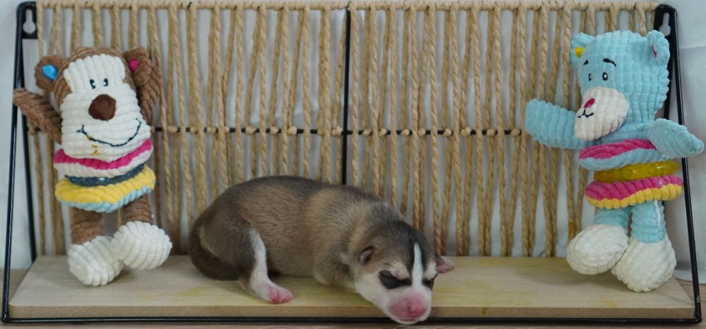 Des Louveteaux Des Neiges - Chiots disponibles - Siberian Husky