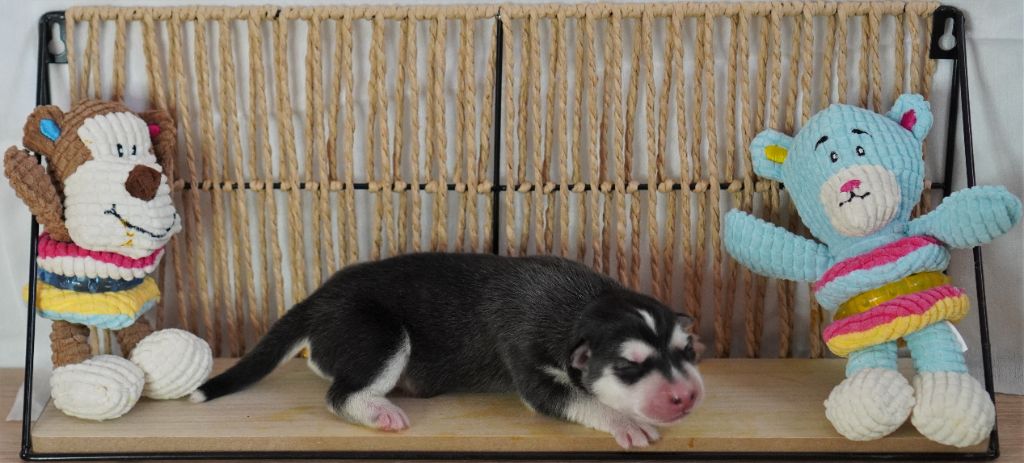 Des Louveteaux Des Neiges - Chiots disponibles - Siberian Husky