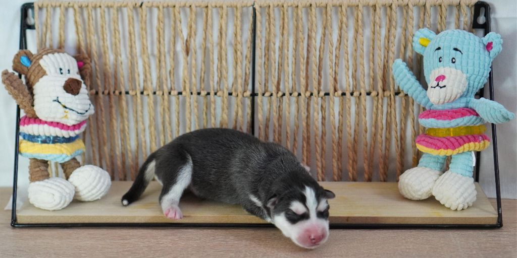 Des Louveteaux Des Neiges - Chiots disponibles - Siberian Husky